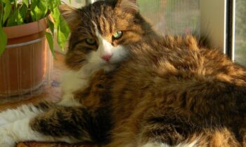 calore gatti