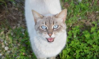 gattino che miagola