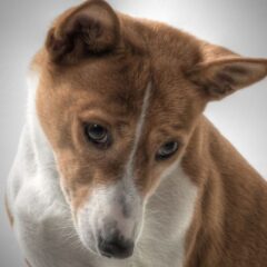 basenji costo