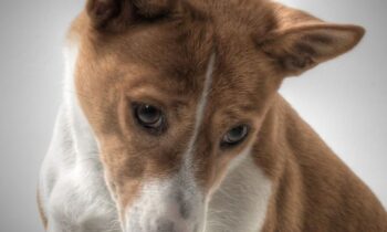 basenji costo
