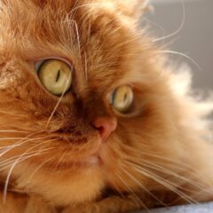 gatti persiani