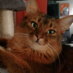prezzo gatto somalo