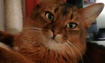prezzo gatto somalo