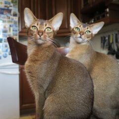 abissino gatto