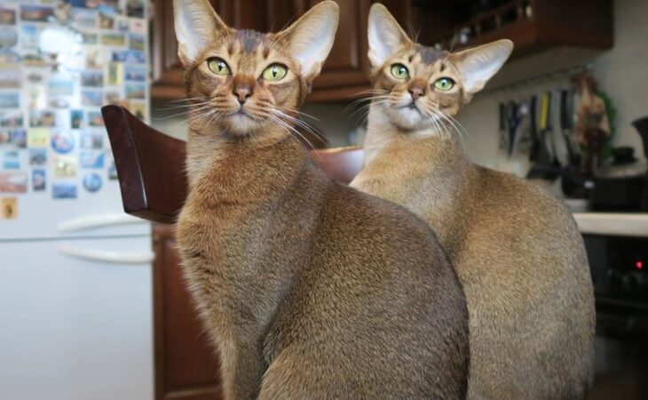 abissino gatto