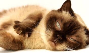 gastrite gatto