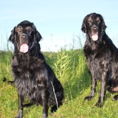flat retriever