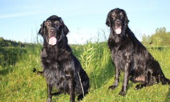 flat retriever