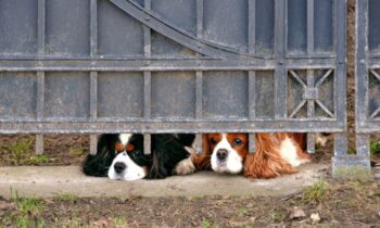 cane che piange