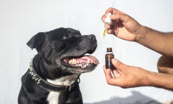 olio di cbd