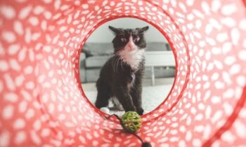 gatti accessori