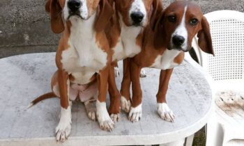 cane segugio