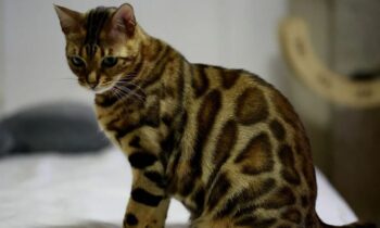 gatto bengala carattere