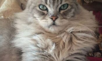 gatti burmesi