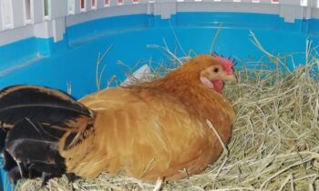 gallina chabo