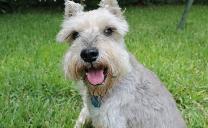 schnauzer cucciolo