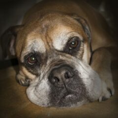 bullmastiff cuccioli