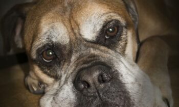 bullmastiff cuccioli