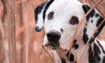 dalmata femmina