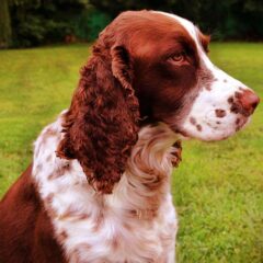 cane springer spaniel