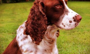 cane springer spaniel