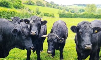 allevamenti mucche da carne