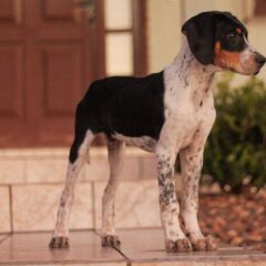 foxhound americano