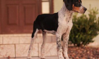 foxhound americano