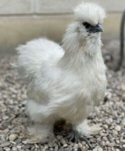 Gallina Moroseta Informazioni E Caratteristiche Gallina Moroseta Informazioni E Caratteristiche