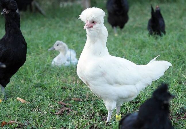 galline di polverara