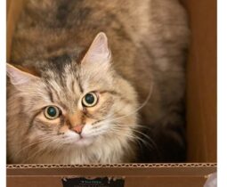 Gatti e scatole