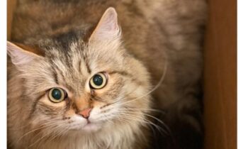 Gatti e scatole