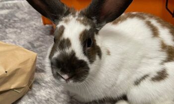 american rabbit