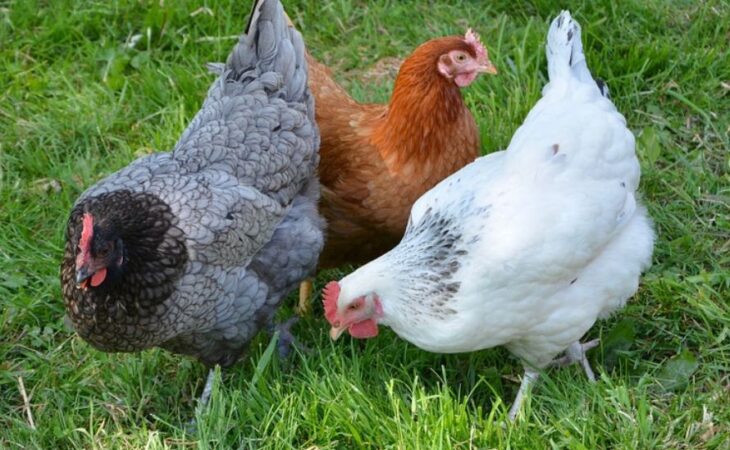 quante uova fa una gallina