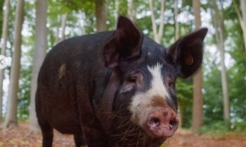 bentheim black pied pig