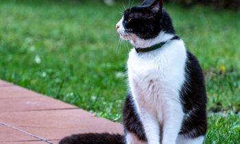 collare antipulci per gatto funziona
