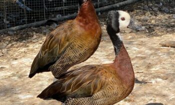 anatra nera con becco rosso