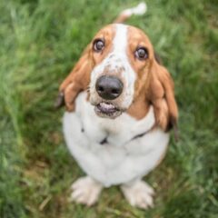 the basset hound