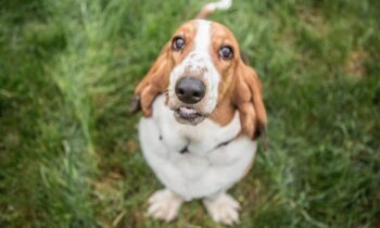 the basset hound