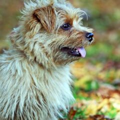 allevamenti norfolk terrier