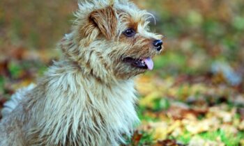 allevamenti norfolk terrier