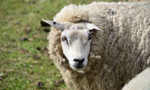 pecore olandesi