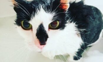 come lavare un gatto