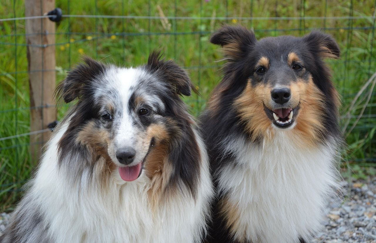 Adesivo Prespaziato Cane Pastore Scozzese Collie - Vinile Nero 30 Cm, Per Auto, Moto, Laptop E Superfici Liscie, Da Esterno