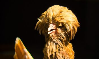 gallina padovana