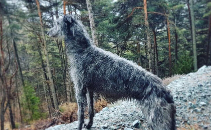 cani dal pelo irsuto
