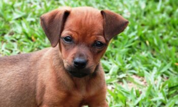 cucciolo di cane