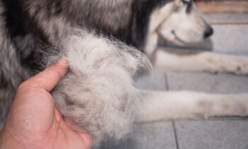 caduta del pelo del cane