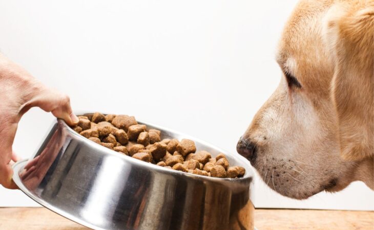 cane anziano alimentazione