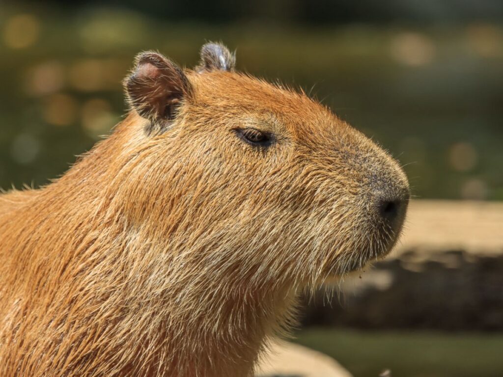 capibara gigante